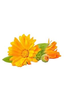 Calendula Flower Extract in Water - ANGUS Natural Botanical Extracts