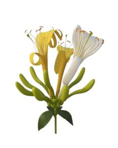 Japanese Honeysuckle Flower Extract - 5 KG - ANGUS Natural Botanical Extracts