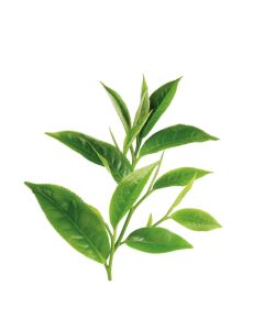 White Tea Leaf Extract in Water, 2 KG Bottle