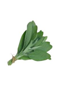 Sage Leaf Extract