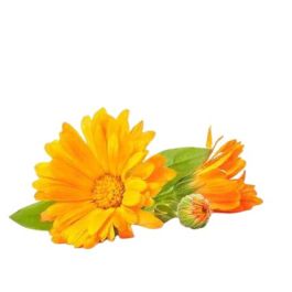 Calendula Flower Extract in Water, 5 KG Bottle