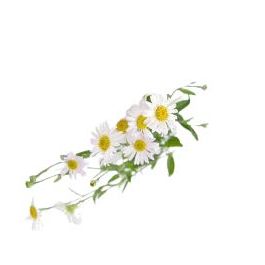 Chamomile Flower Extract in Water