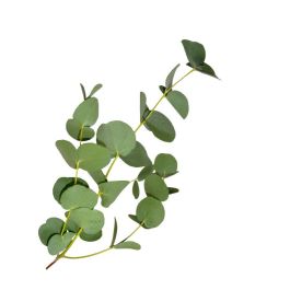 Eucalyptus Leaf Extract in Water