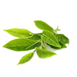 Green Tea Leaf Extract in Water