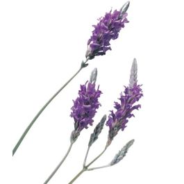 Lavender Flower Extract in Water
