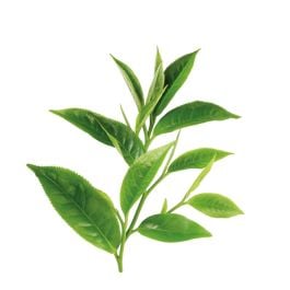 White Tea Leaf Extract in Water, 5 KG Bottle