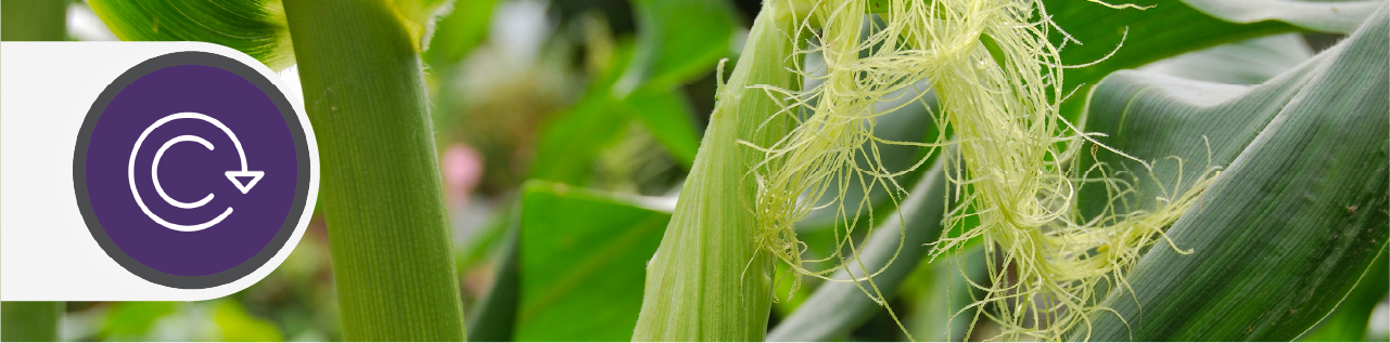 Close up view of a corn growing in a field