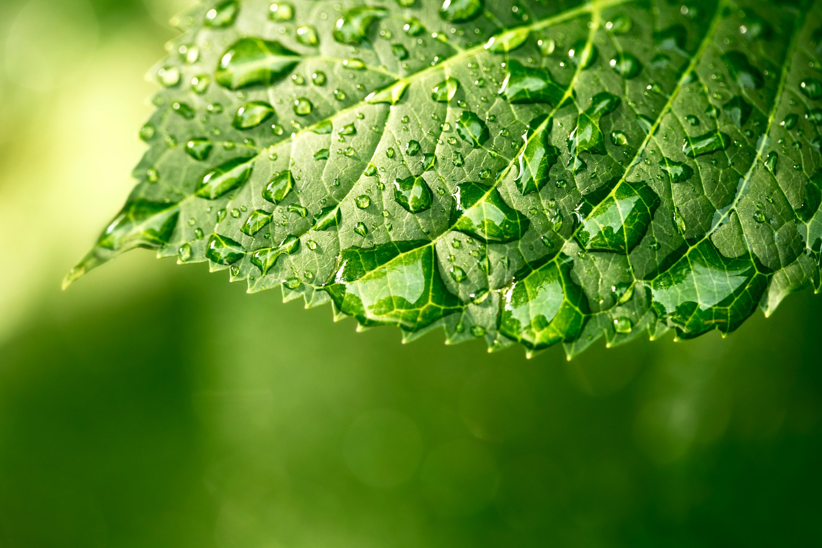 Glycerin water droplets on leaf