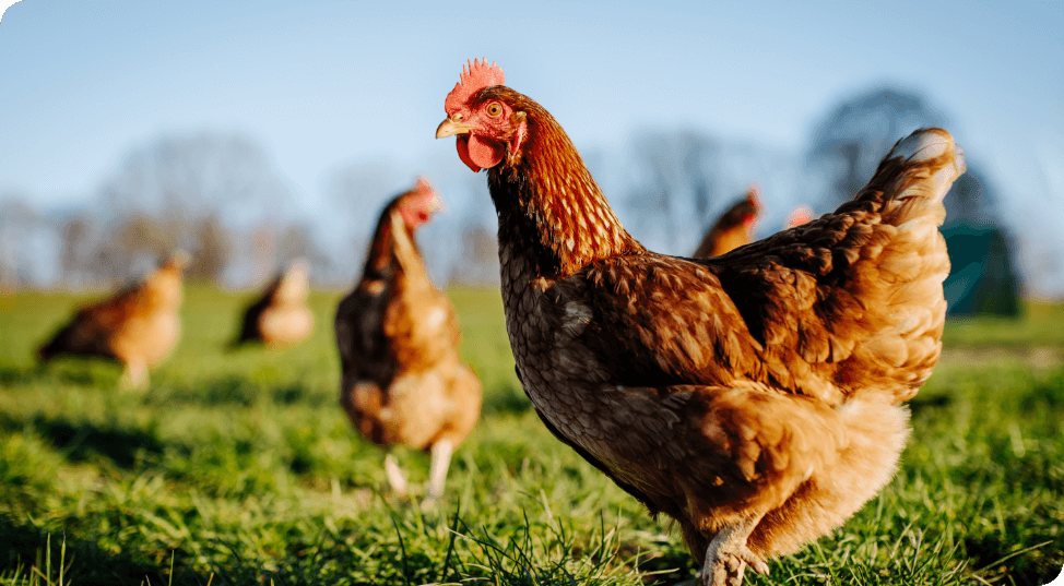 Sustainable Ingredients for Animal Protein Production