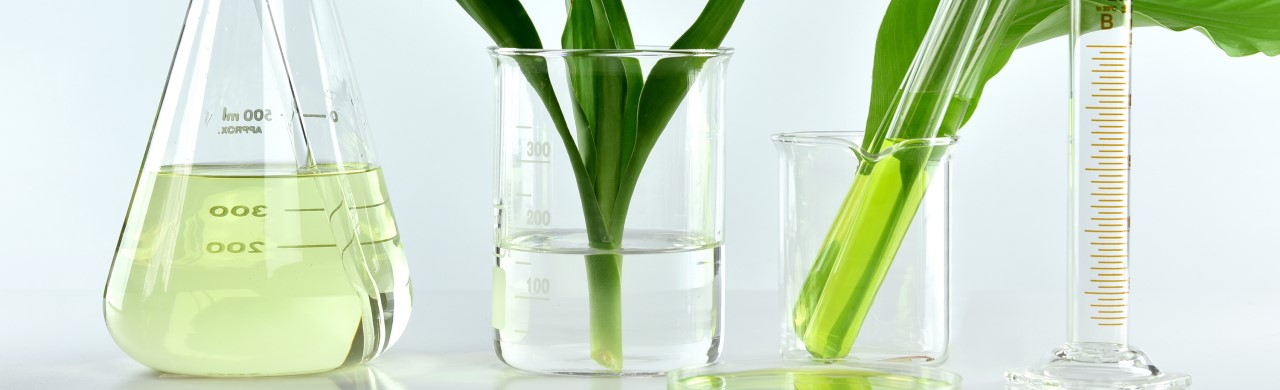Plants growing in four laboratory glass beakers containing green liquid formulas