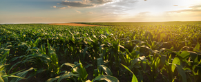sun shining on green crops 