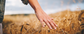 Man running hand through crops