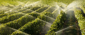 Water spray on plants