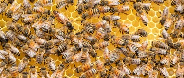 A colony of bees are working on a beehive with the queen bee in the center