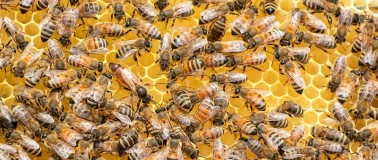 Colony of bees on a honeycomb