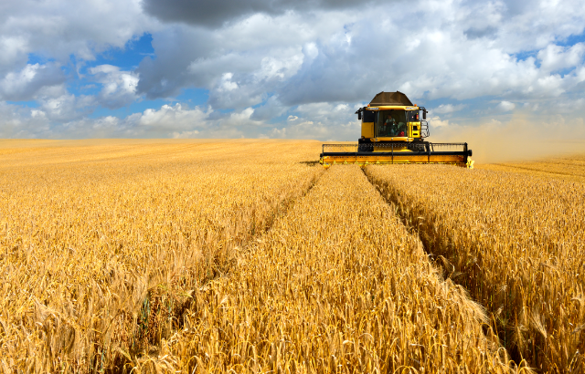 field of wheat being processed